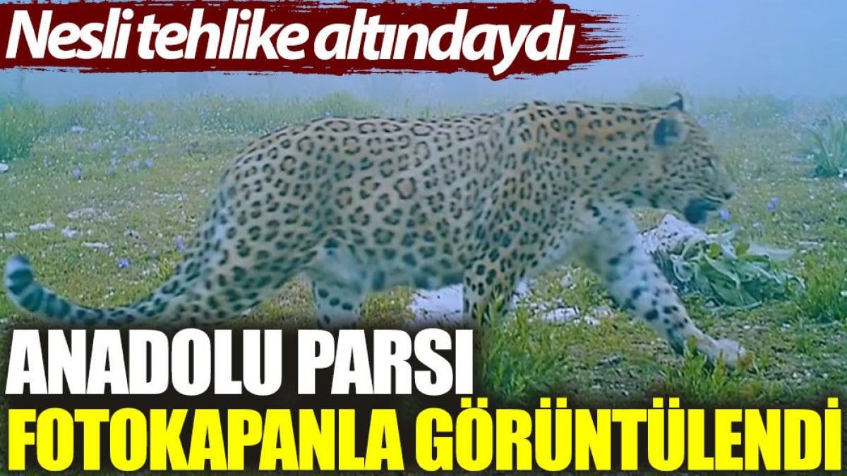 Anadolu parsı fotokapanla görüntülendi. Nesli tehlike altındaydı