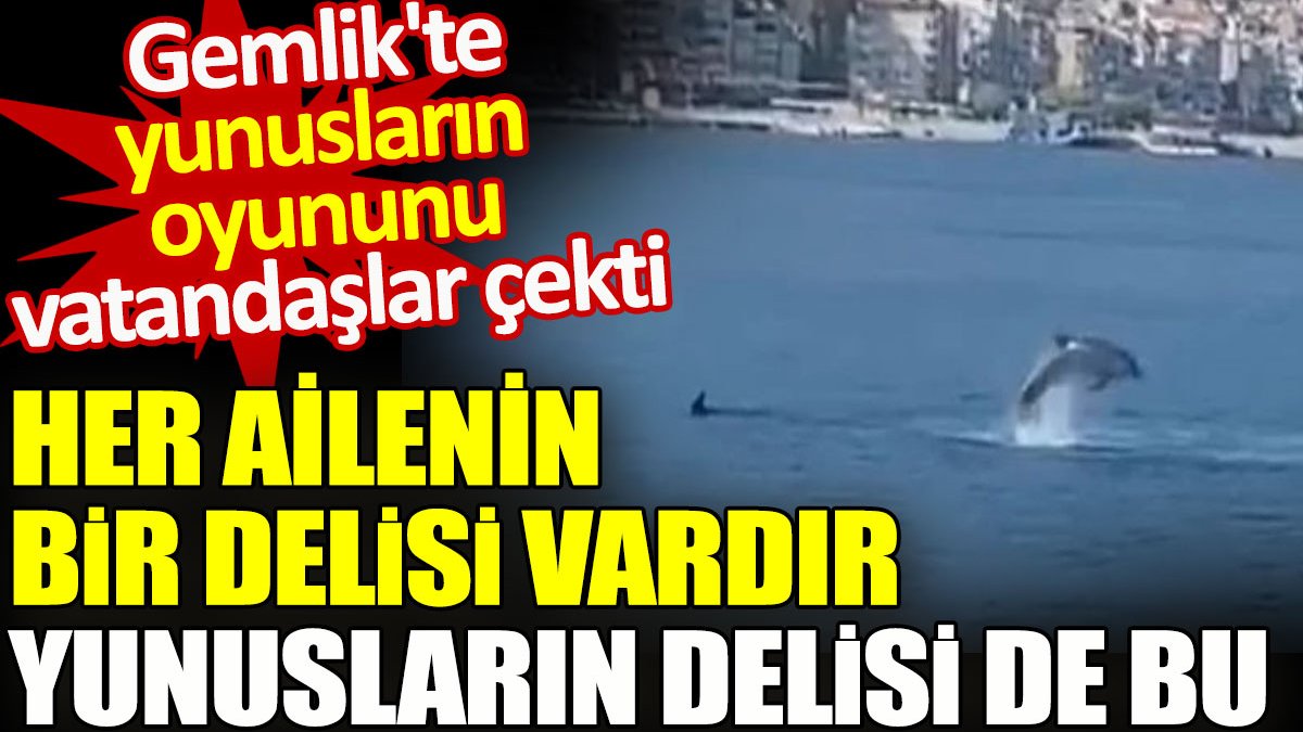 Her ailenin bir delisi vardır yunusların delisi de bu