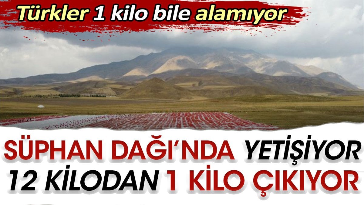 Süphan Dağı’nda yetişiyor 12 kilodan 1 kilo çıkıyor. Türkler 1 kilo bile alamıyor