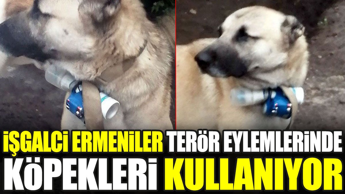İşgalci Ermeniler terör eylemlerinde köpekleri kullanıyor