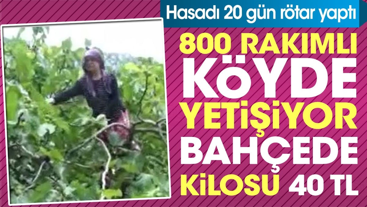 800 rakımlı köyde yetişiyor bahçede kilosu 40 TL. Hasadı 20 gün rötar yaptı