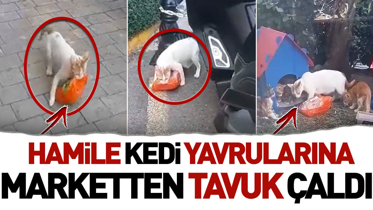 Hamile kedi yavrularına marketten tavuk çaldı