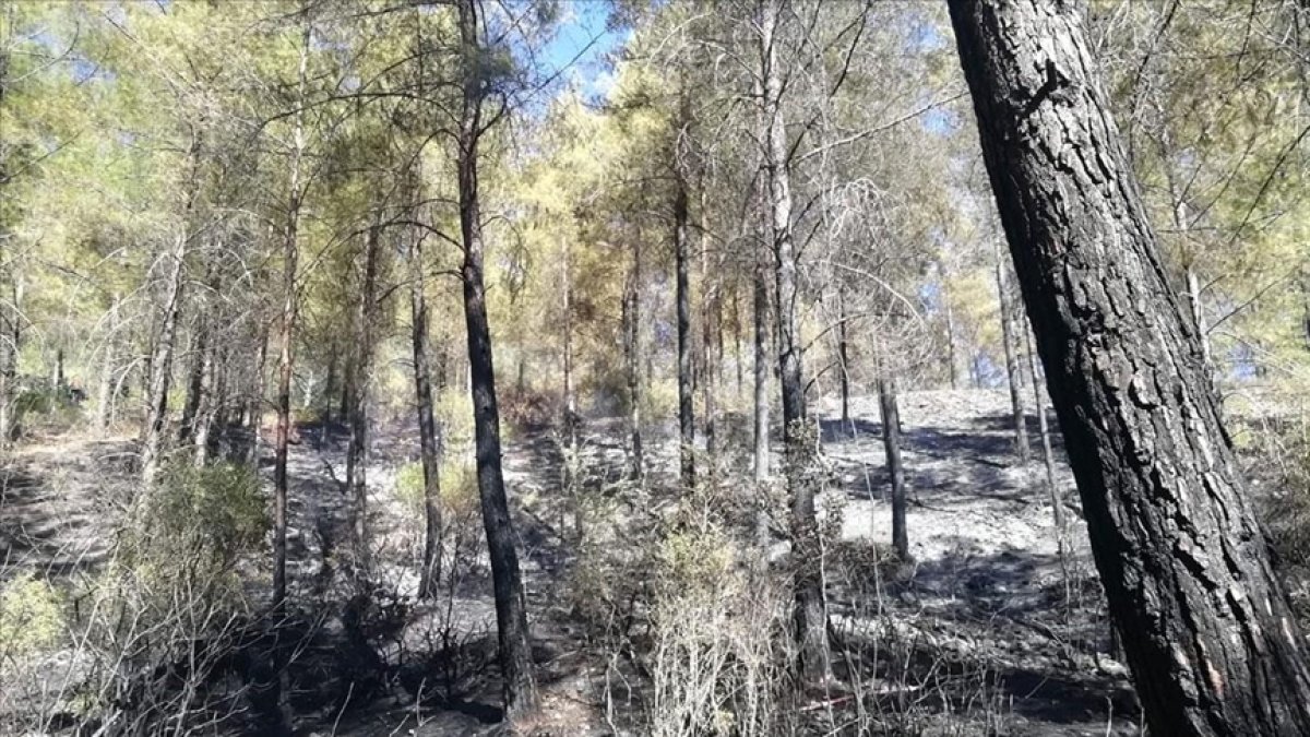 Antalya'daki orman yangını kontrol altına alındı