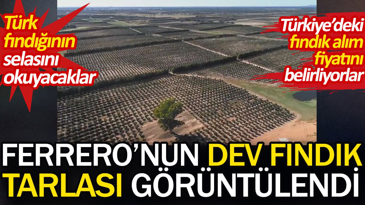 Ferrero'nun dev fındık tarlası görüntülendi. Türkiye'deki fındık alım fiyatını belirliyorlar