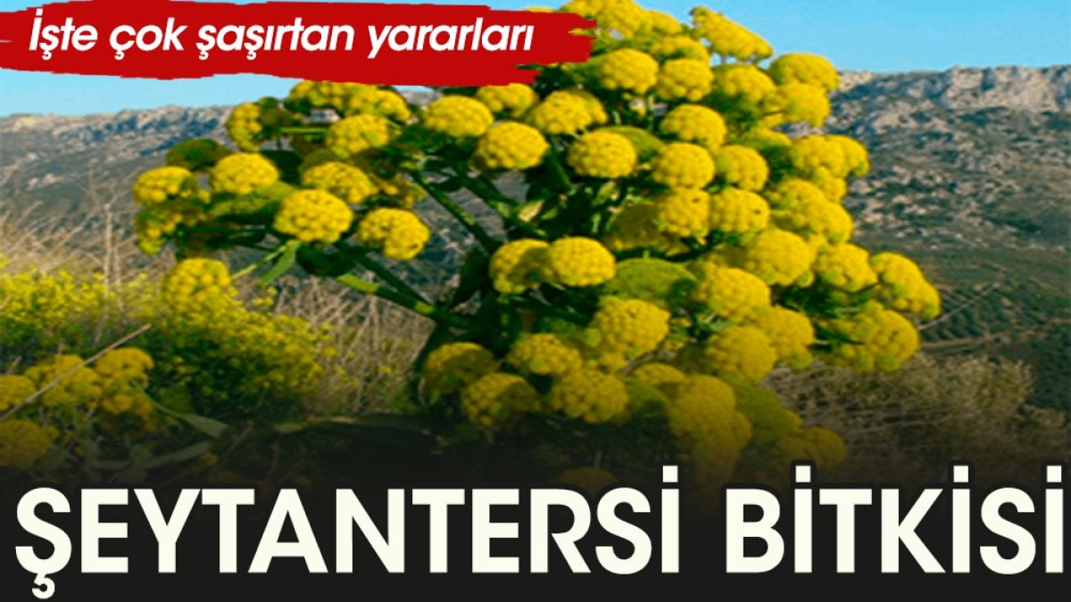 Şeytantersi Bitkisi ne işe yarar?