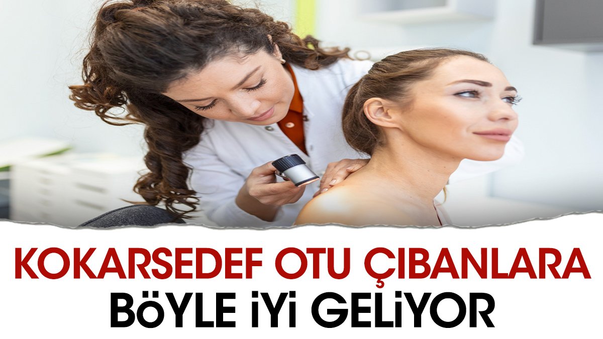 Çıbanlara iyi gelen ot