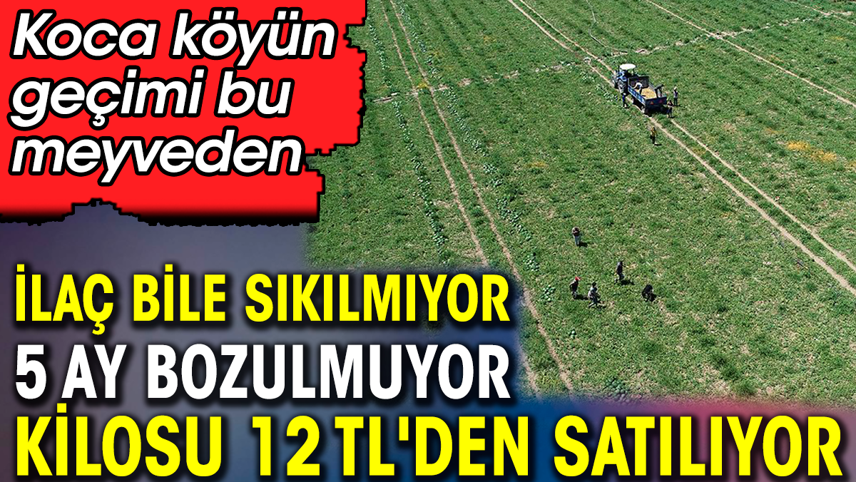 İlaç bile sıkılmıyor 5 ay bozulmuyor kilosu 12 liradan kapışılıyor. Koca köyün geçimi bu meyveden