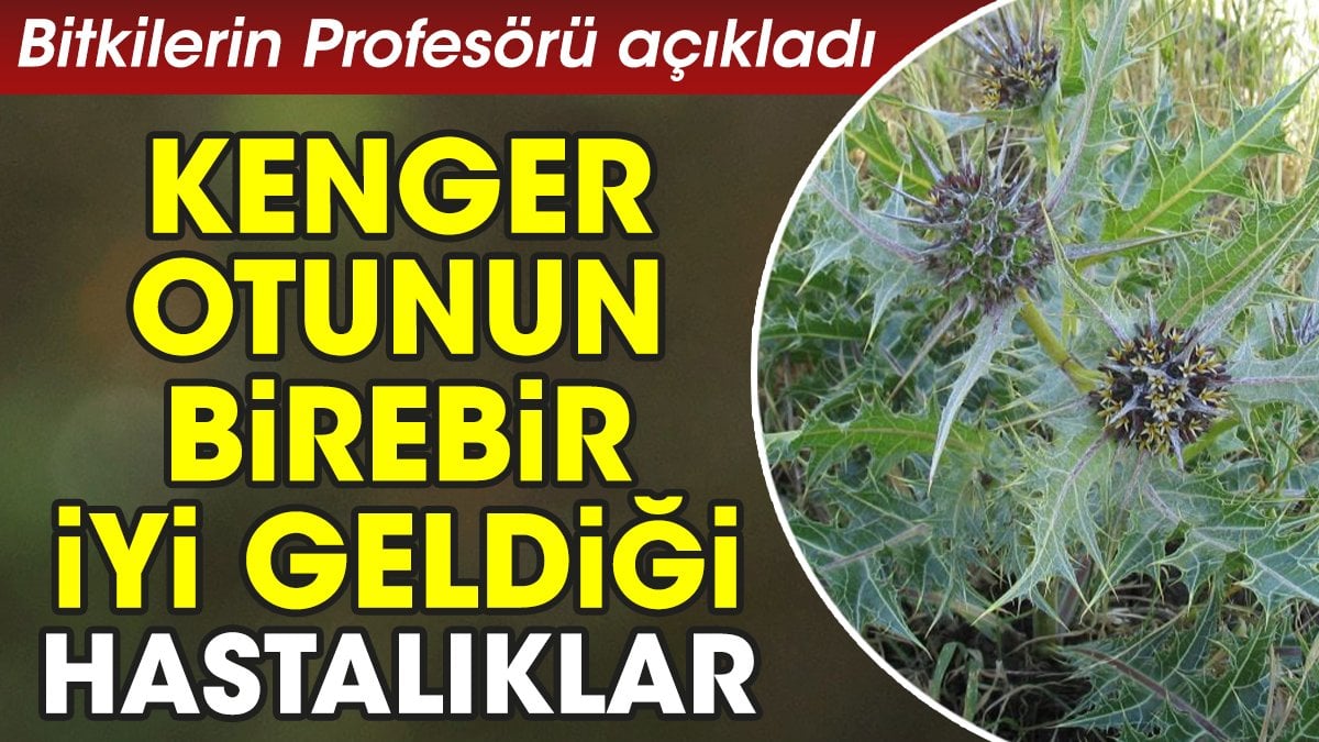 Kenger otunun birebir iyi geldiği hastalıklar. Bitkilerin Profesörü açıkladı