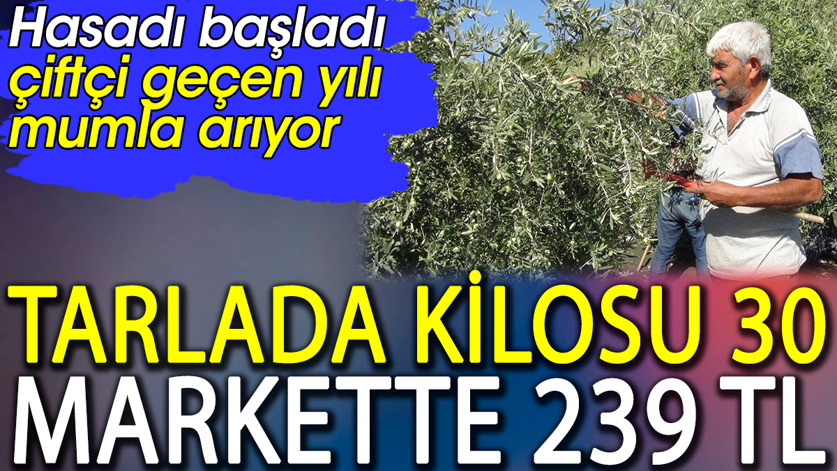 Tarlada kilosu 30 markette 239 TL. Hasadı başladı çiftçi geçen yılı mumla arıyor