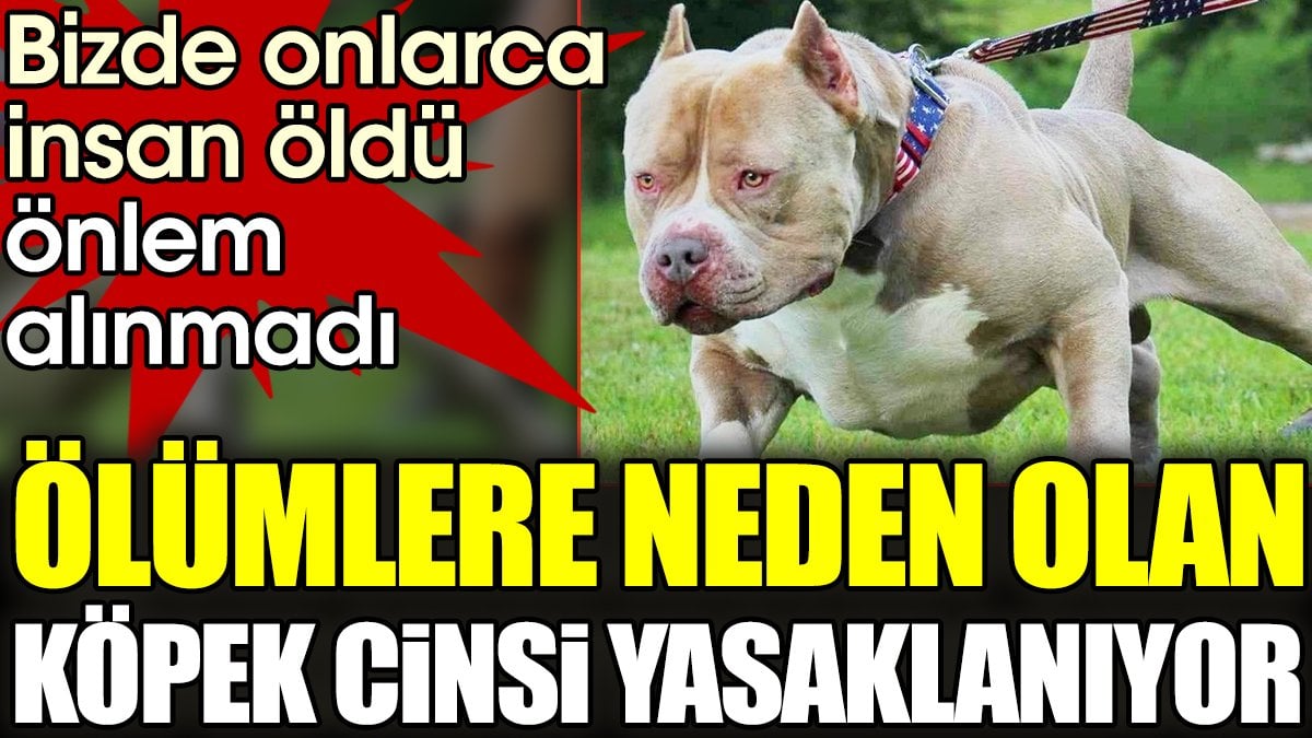 Ölümlere neden olan köpek cinsi yasaklanıyor. Bizde onlarca insan öldü önlem alınmadı