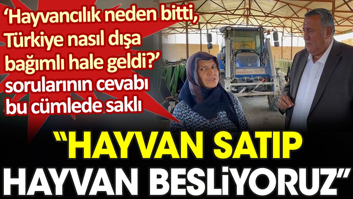 Türkiye'de hayvancılık işte böyle bitti: Hayvan satıp hayvan besliyoruz