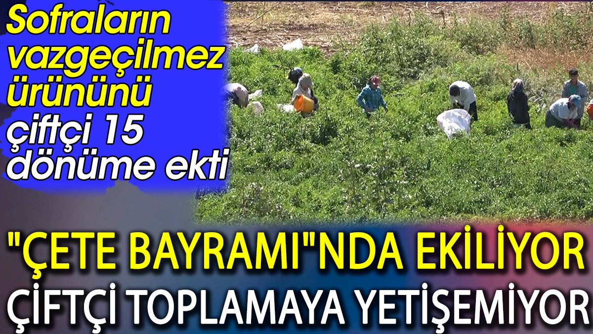 Çete bayramında ekiliyor çiftçi toplamaya yetişemiyor. Sofraların vazgeçilmezini çiftçi 15 dönüme ekti