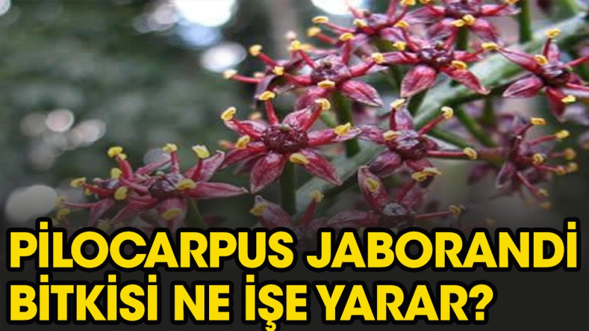 Pilocarpus Jaborandi bitkisi