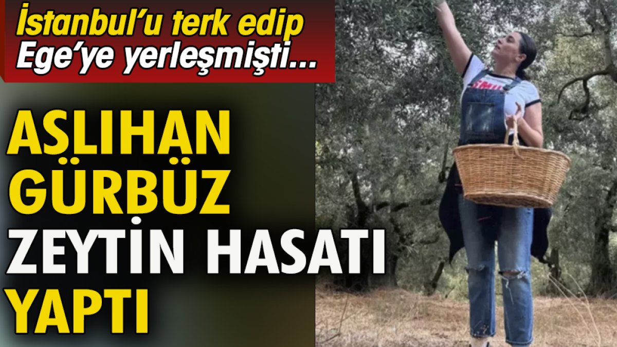 Aslıhan Gürbüz zeytin hasatı yaptı. İstanbul'u tek edip Ege'ye yerleşmişti