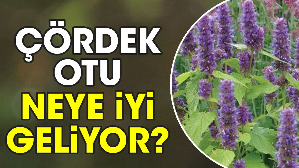 Çördek otu neye iyi geliyor?