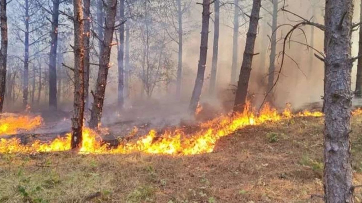 Sultanbeyli'de orman yangını