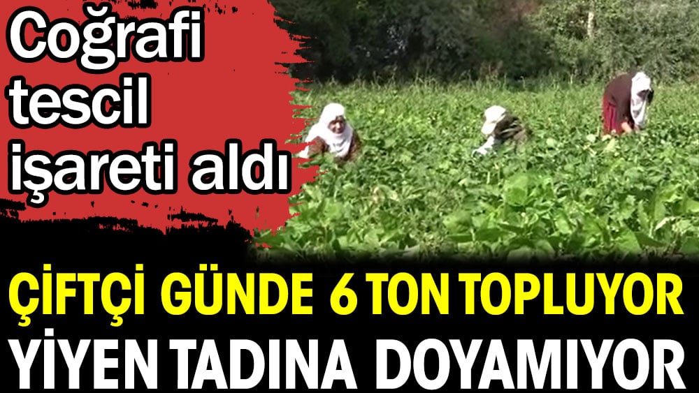 Çiftçi günde 6 ton topluyor yiyen tadına doyamıyor. Coğrafi işaret tescili aldı