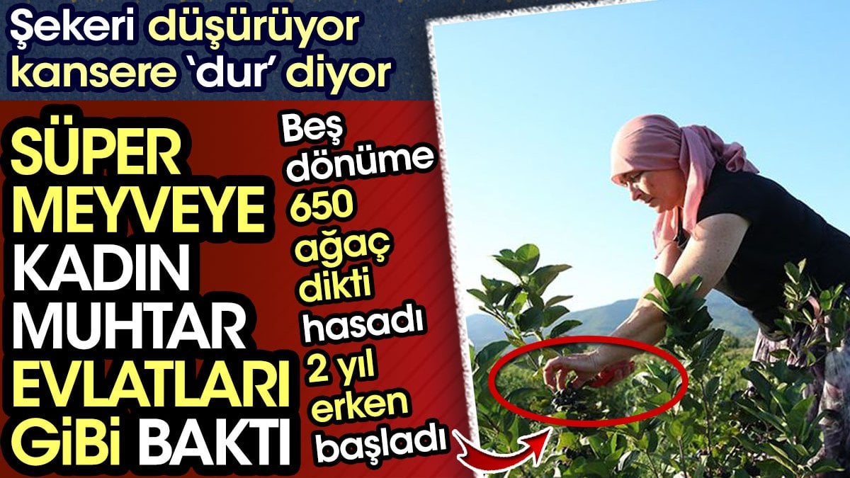 Süper meyveye kadın muhtar evlatları gibi baktı. Şekeri düşürüyor kansere ‘dur’ diyor