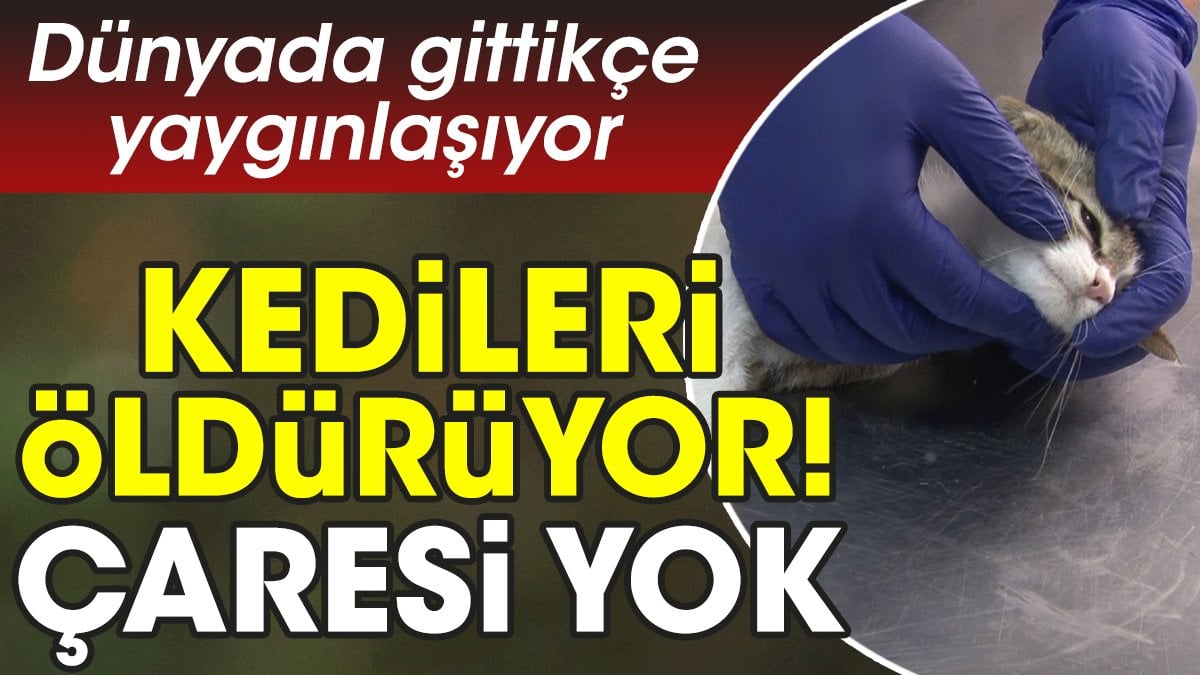 Kedileri öldürüyor çaresi yok. Dünyada gittikçe yaygınlaşıyor