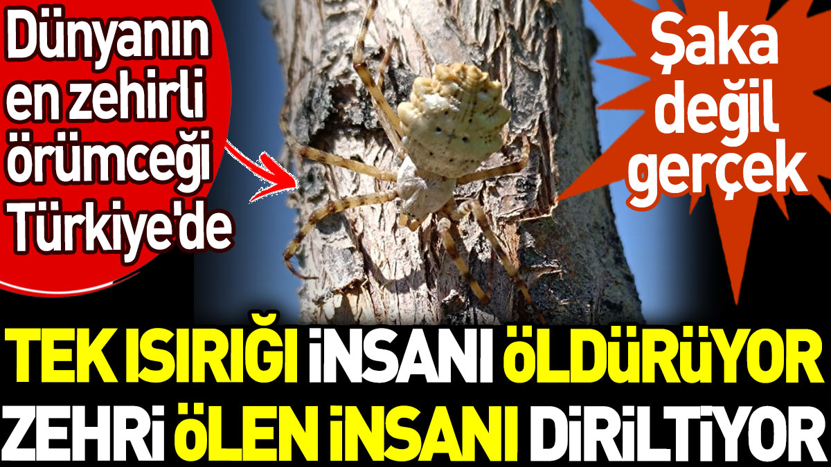 Dünyanın en zehirli örümceği Türkiye'de. Tek ısırığı insanı öldürüyor, zehri ölen insanı diriltiyor. Şaka değil gerçek