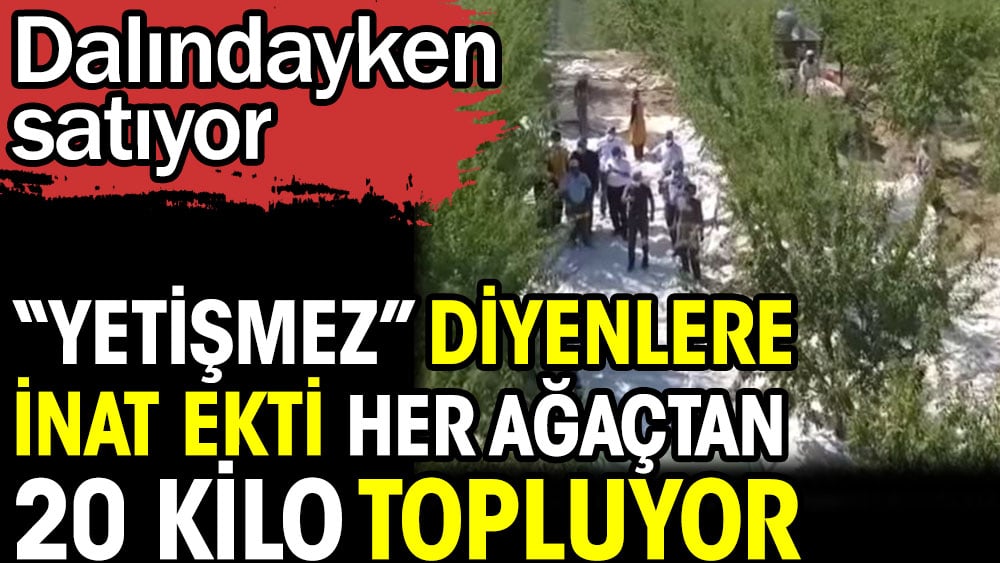 Yetişmez diyenlere inat ekti her ağaçtan 20 kilo topluyor. Dalındayken satıyor