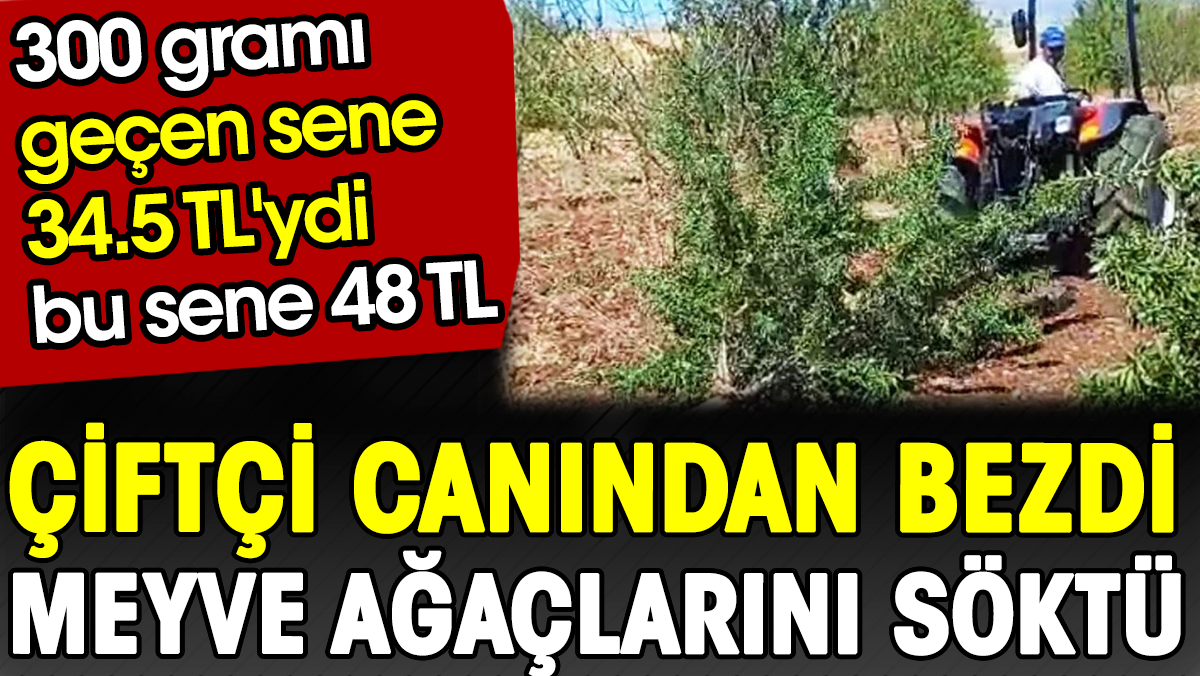 Çiftçi canından bezdi meyve ağaçlarını kökünden söktü. 300 gramı geçen sene 34.5 TL'ydi bu sene 48 TL