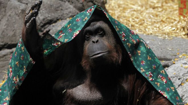 Orangutana insan hakları