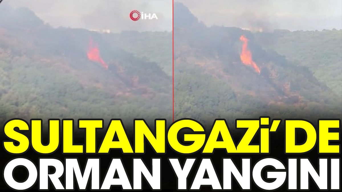 Son dakika... İstanbul'da orman yangını