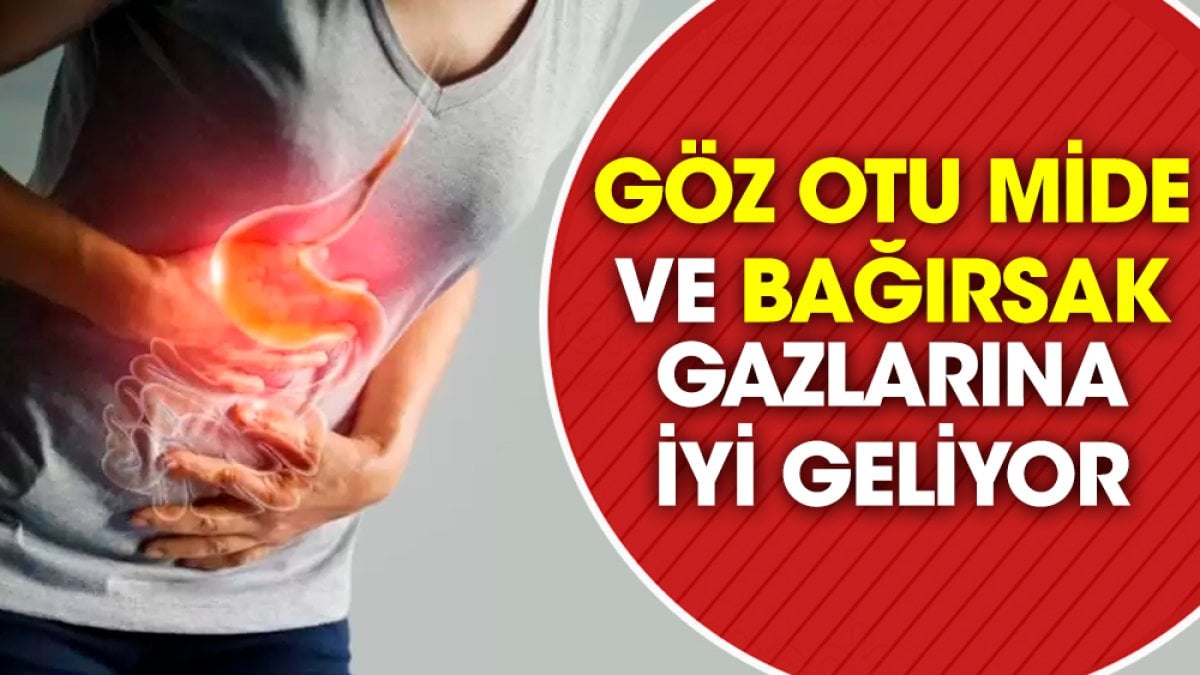 Mide ve bağırsak gazlarına iyi gelen ot