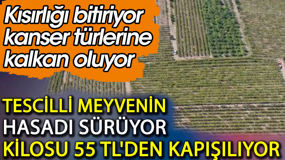 Tescilli meyvenin hasadı sürüyor kilosu 55 TL. Kansere kalkan oluyor