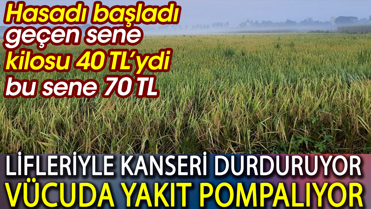 Lifleriyle kanseri durduruyor vücuda yakıt pompalıyor. Hasadı başladı geçen sene kilosu 40 TL’ydi bu sene 70 TL