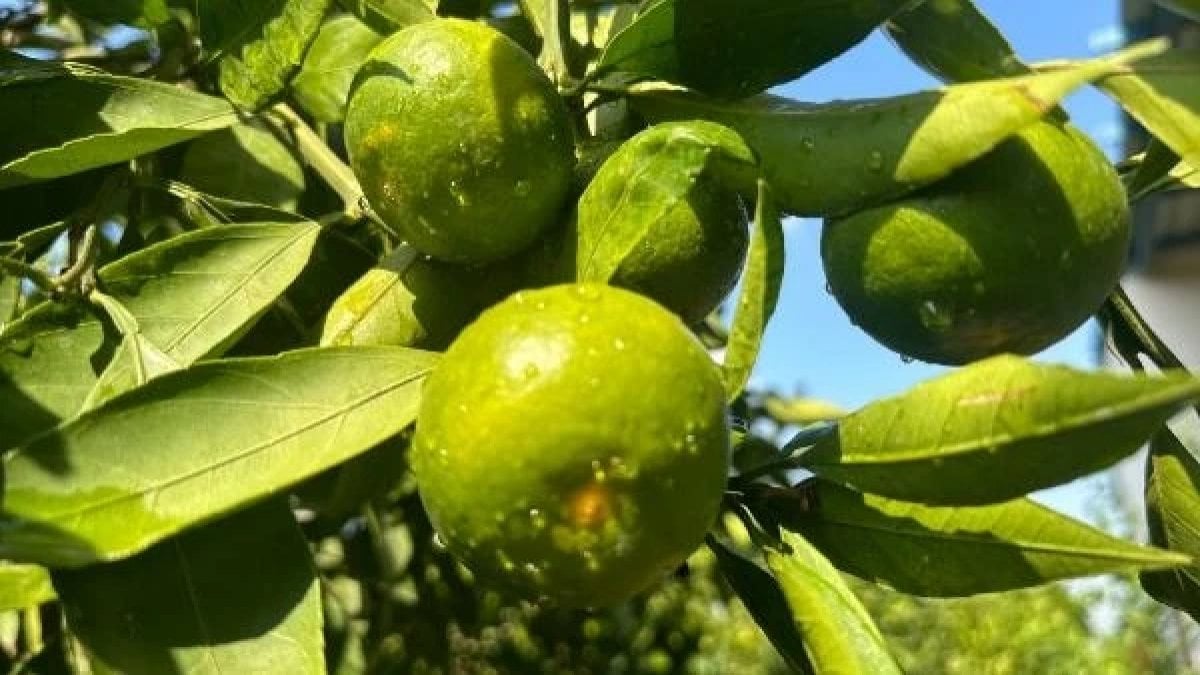 Erkenci mandalinanın hasadı başladı. 12 bin dekar alanda 60 bin ton yetişiyor