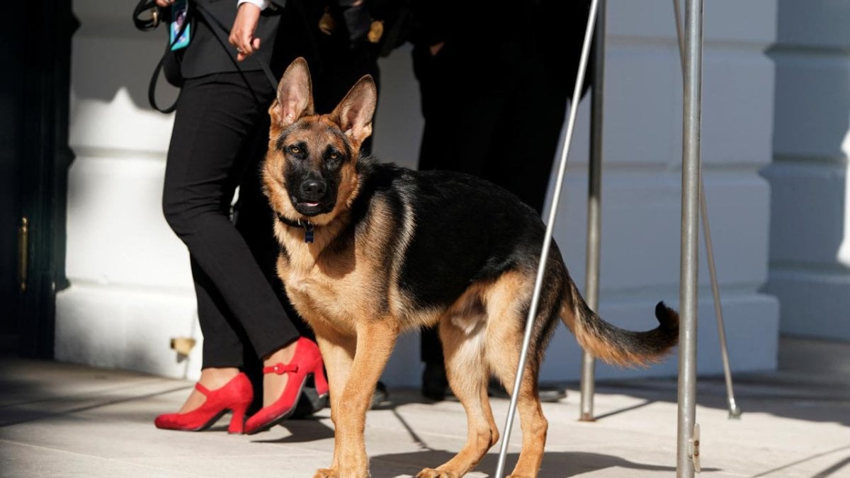 Biden'ın köpeği "Commander" bir Gizli Servis personelini daha ısırdı