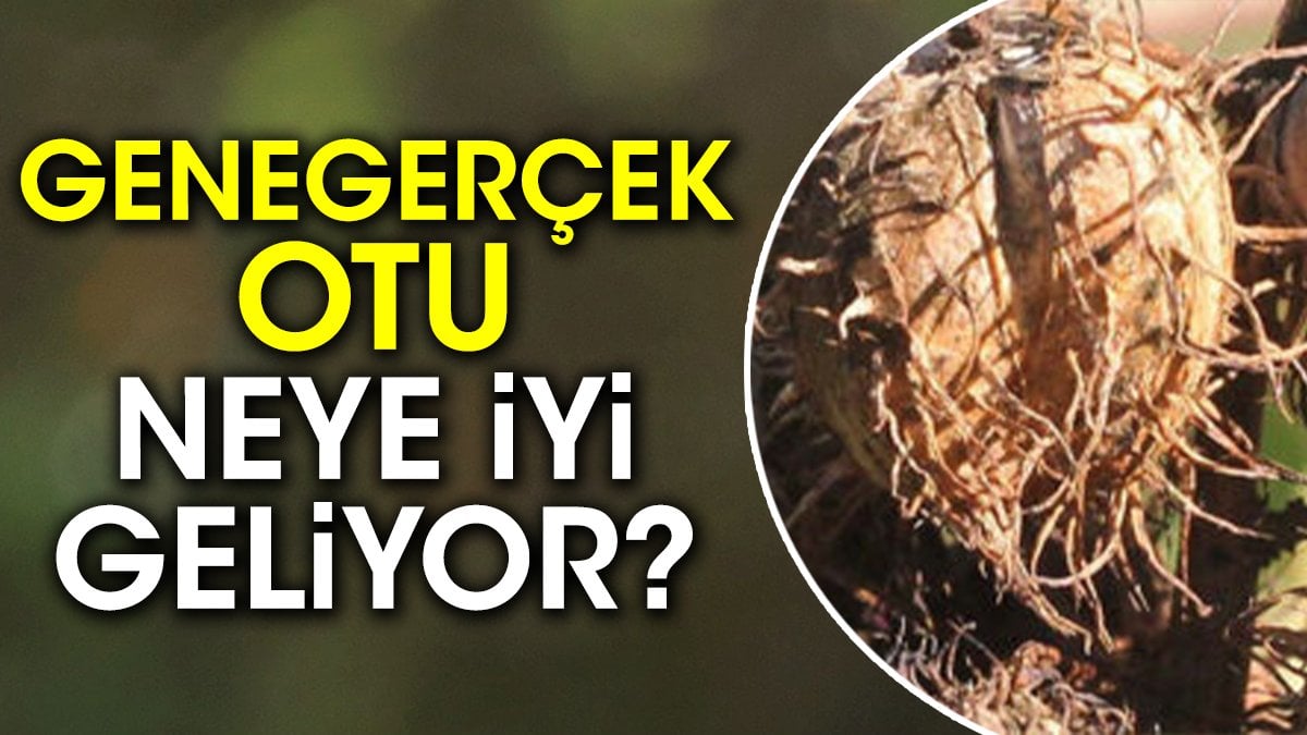 Genegerçek otu neye iyi geliyor?