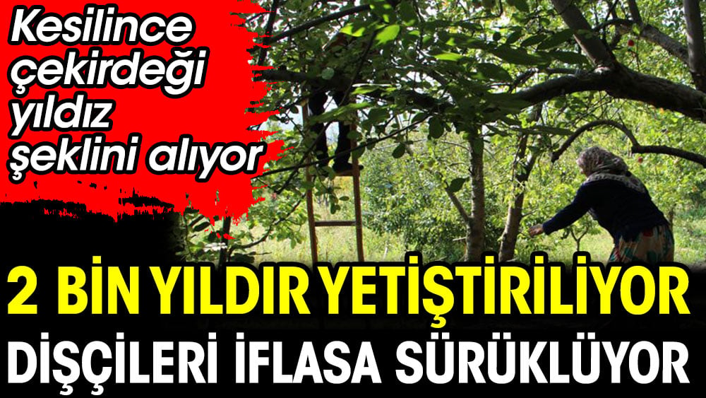 2 bin yıldır yetiştiriliyor dişçileri iflasa sürüklüyor. Kesilince çekirdeği yıldız şeklini alıyor