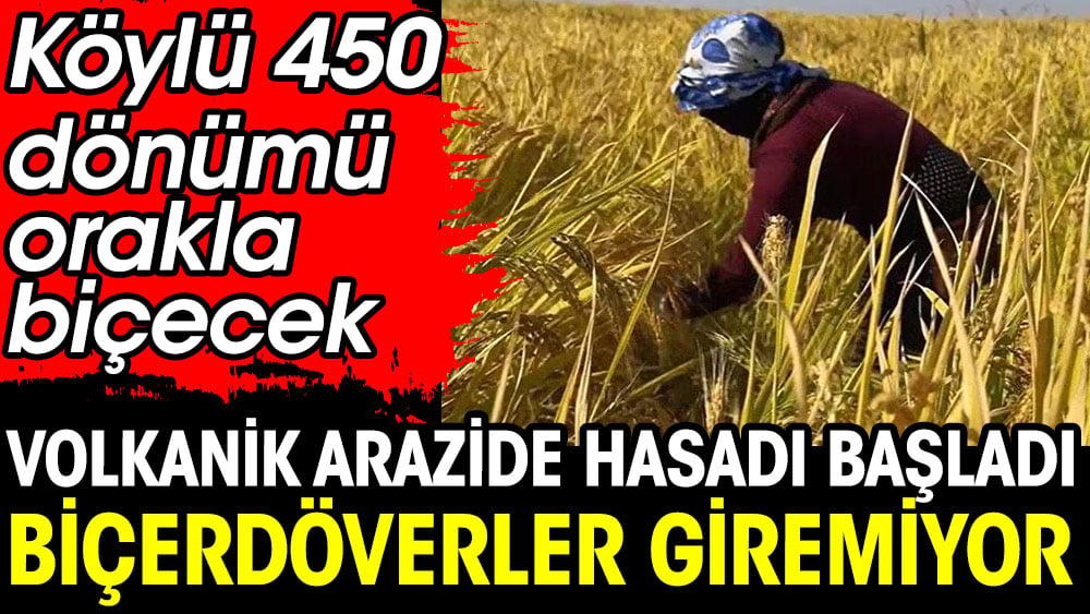 Volkanik arazide hasadı başladı biçerdöverler bile giremiyor. Köylü 450 dönümü orakla biçecekler