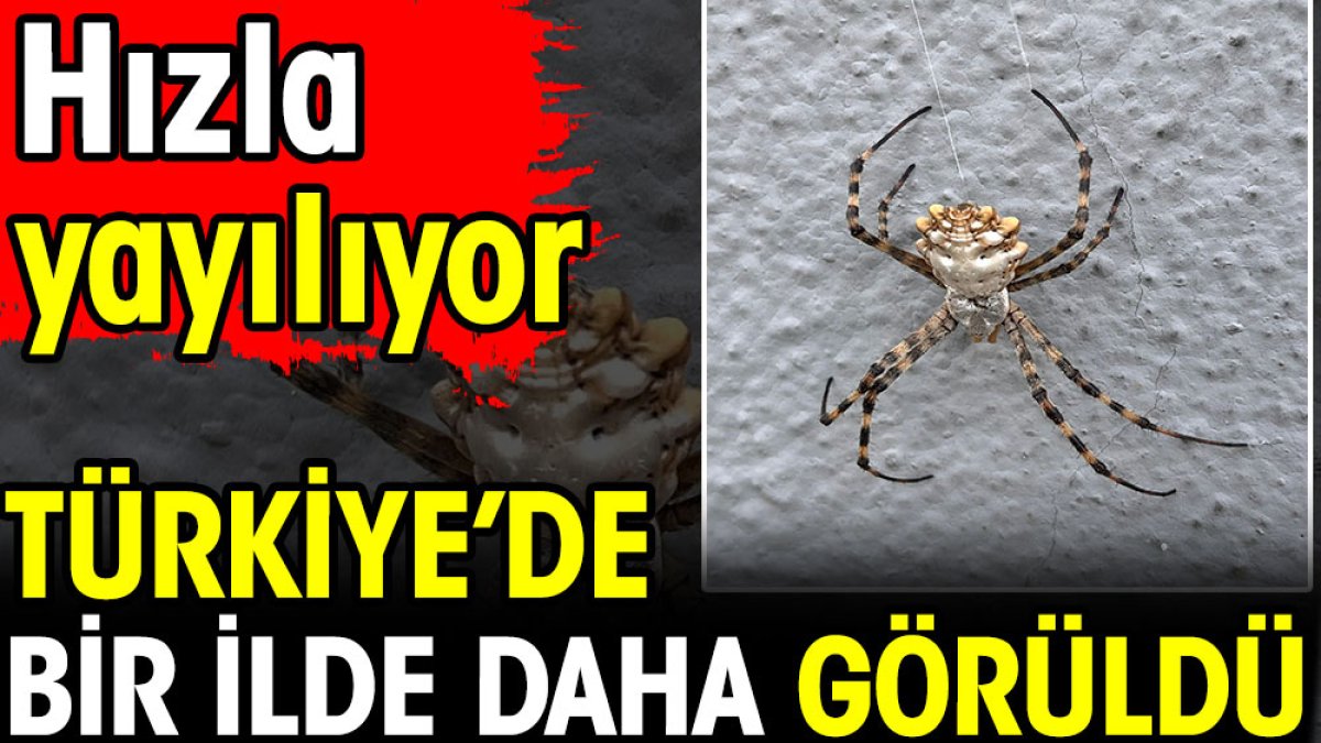 Argiope lobata Türkiye’de bir ilde daha görüldü. Hızla yayılıyor