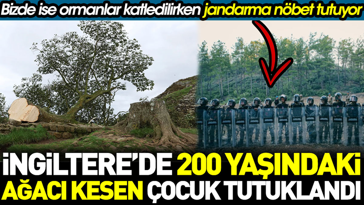İngiltere’de 200 yaşındaki ağacı kesen çocuk tutuklandı. Türkiye’de ise ormanlar katledilirken jandarma nöbet tutuyor