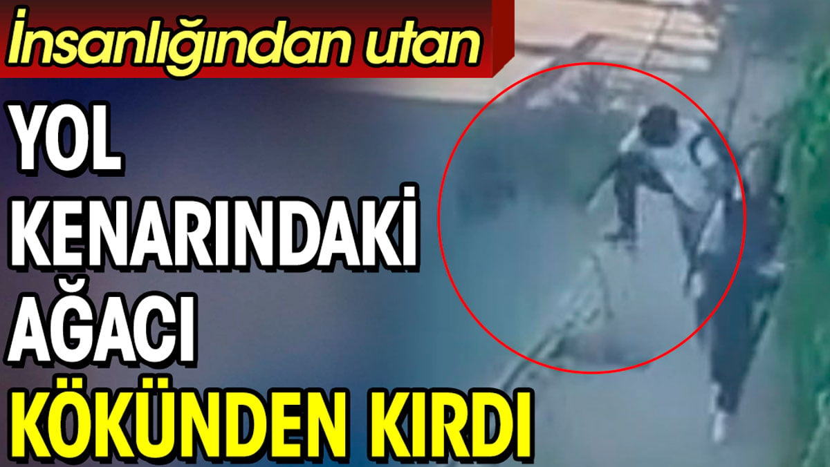 Yol kenarındaki ağacı durduk yere kökünden kırdı. İnsanlığından utan