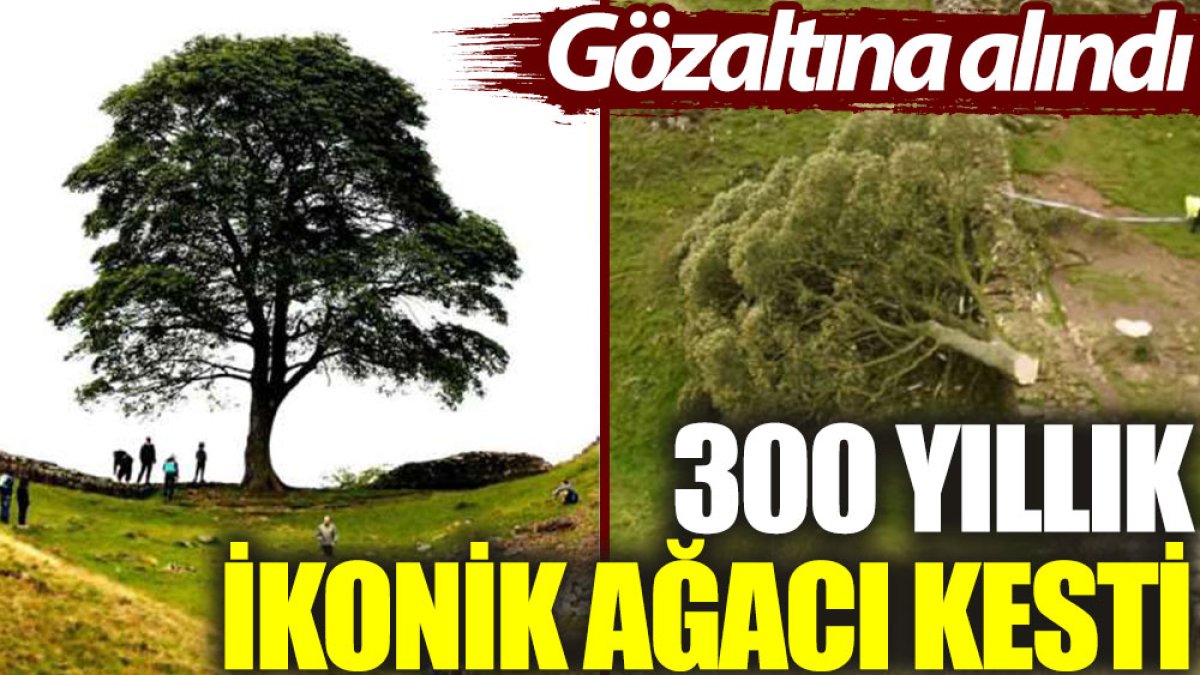 300 yıllık ikonik ağacı kesti: Gözaltına alındı