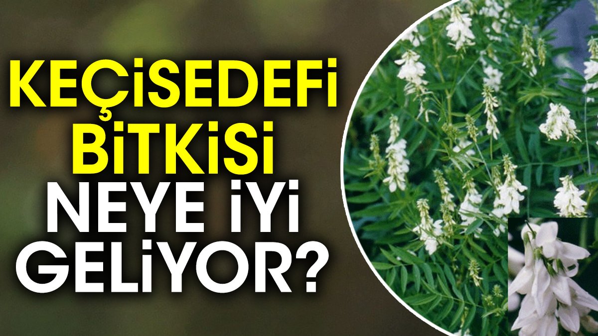 Keçisedefi bitkisi neye iyi geliyor?