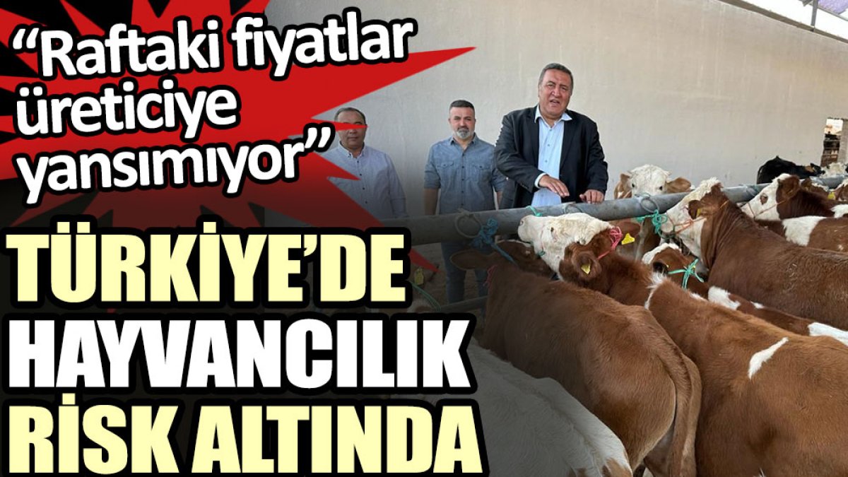 Türkiye’de hayvancılık risk altında: Raftaki fiyatlar üreticiye yansımıyor