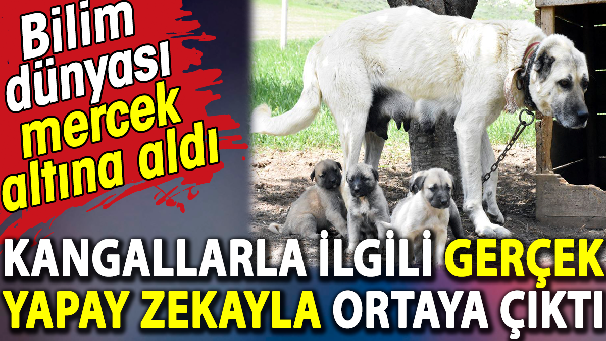 Kangallarla ilgili gerçek yapay zekayla ortaya çıktı. Bilim dünyası mercek altına aldı