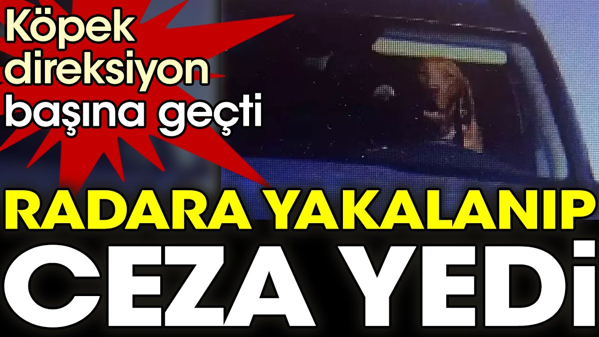 Köpek direksiyon başına geçti radara yakalanıp ceza yedi