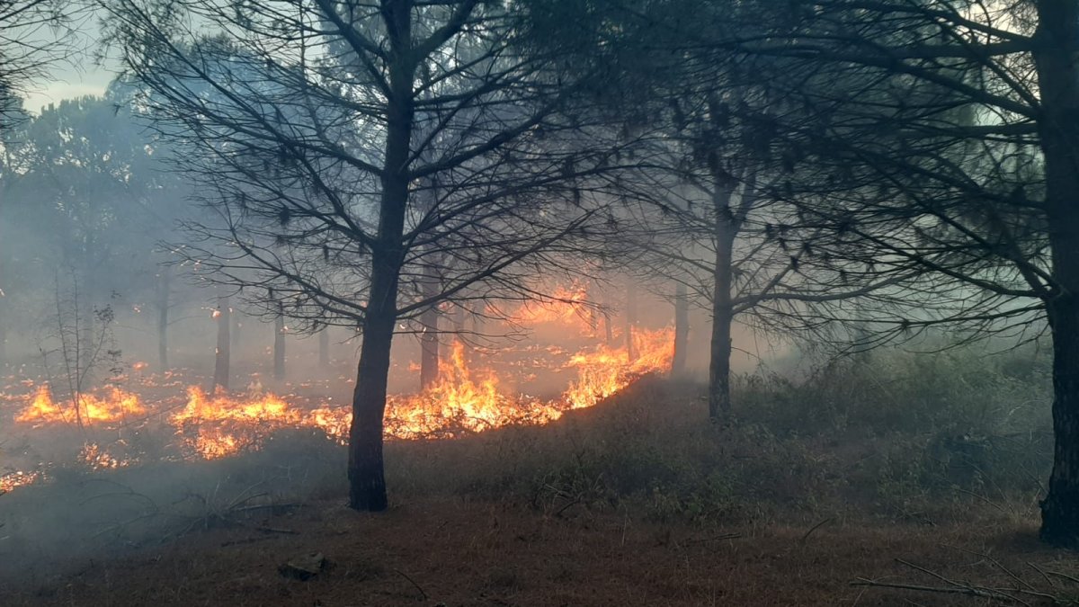 Çanakkale'deki orman yangınında büyük hasar
