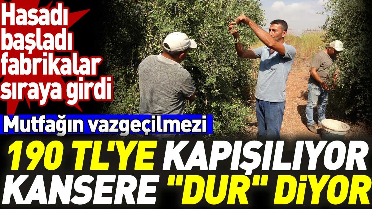 190 TL'ye kapışılıyor kansere "dur" diyor. Hasadı başladı fabrikalar sıraya girdi. Mutfağın vazgeçilmezi