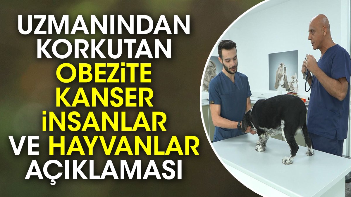 Uzmanından korkutan obezite kanser insanlar ve hayvanlar açıklaması