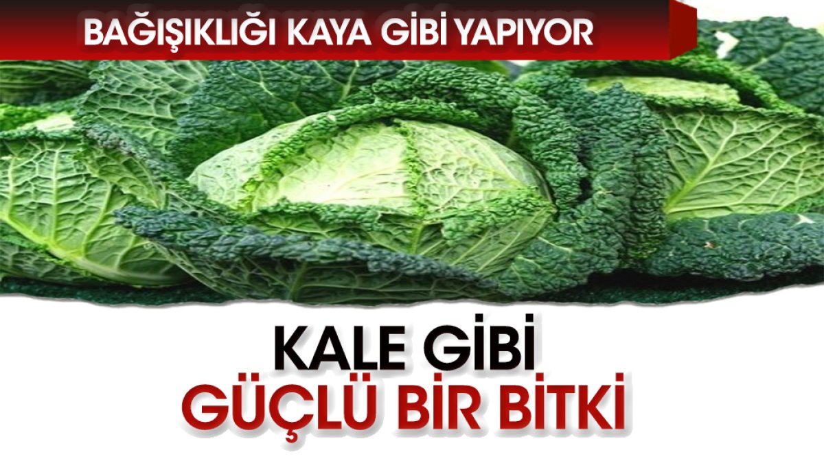 Kale gibi güçlü bir bitki