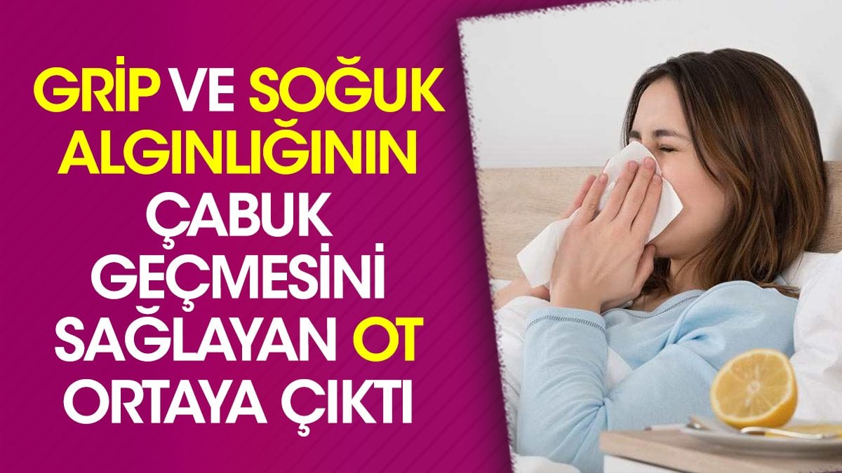 Grip ve soğuk algınlığının çabuk geçmesini sağlayan ot ortaya çıktı