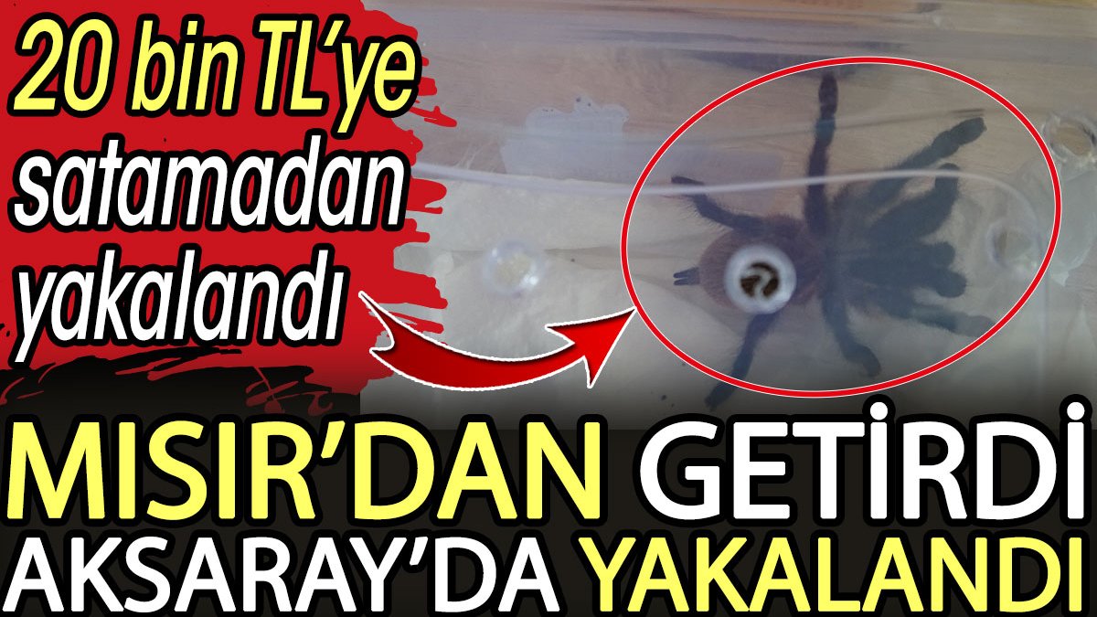 Mısır’dan getirdi: Aksaray’da mısır yılanı ve tarantulayı satmak isterken yakalandı